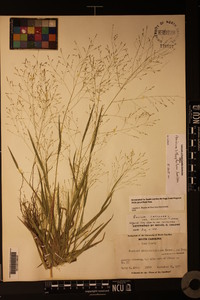 Panicum lithophilum image