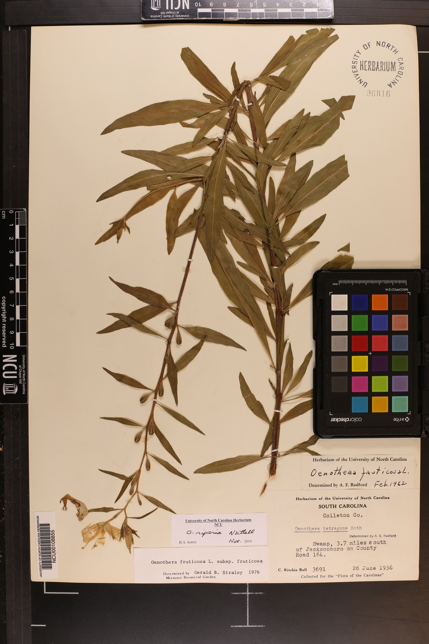 Oenothera riparia image