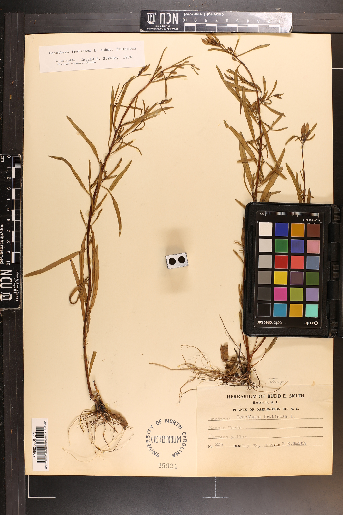 Oenothera fruticosa subsp. fruticosa image