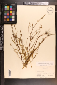 Oenothera fruticosa subsp. fruticosa image