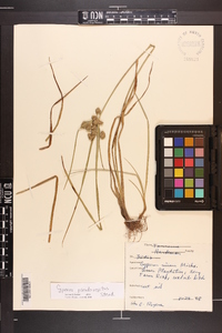 Cyperus pseudovegetus image