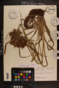 Cyperus virens image