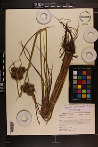 Cyperus drummondii image