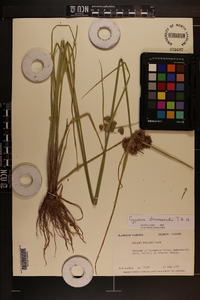 Cyperus drummondii image