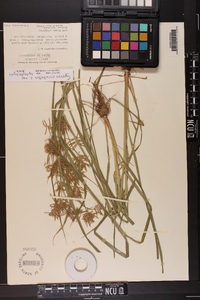 Cyperus esculentus var. leptostachyus image