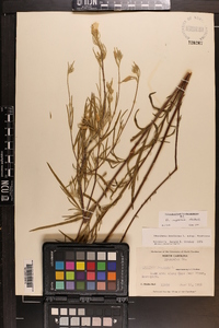 Oenothera riparia image