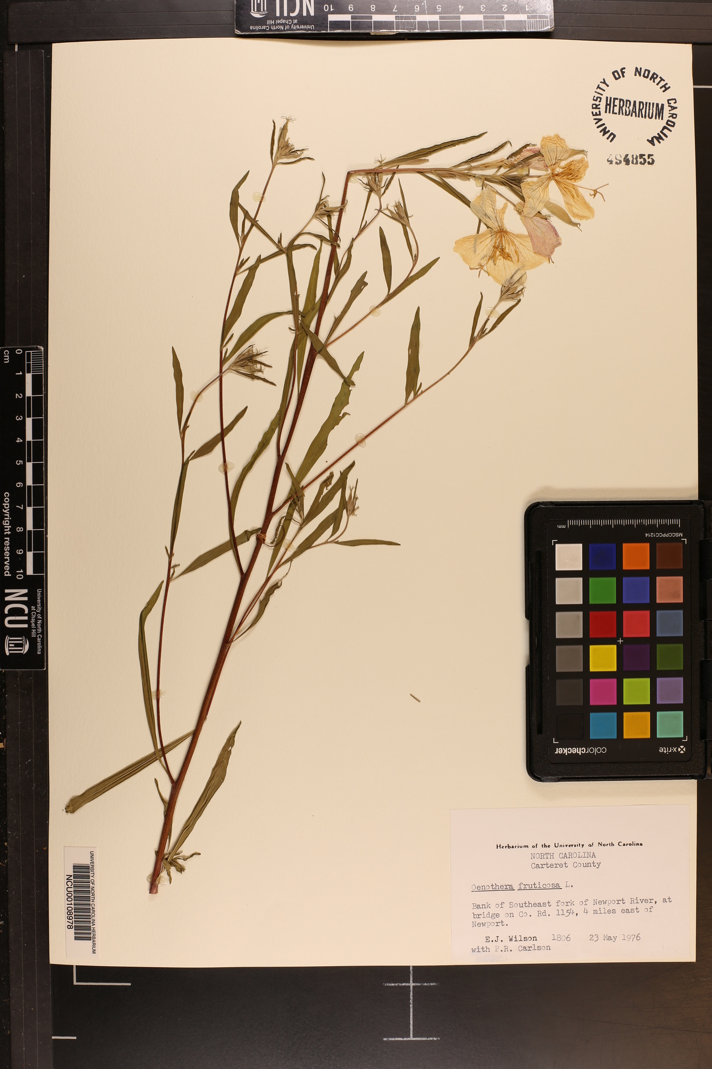 Oenothera riparia image