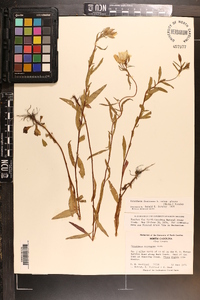 Oenothera fruticosa subsp. glauca image