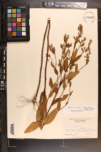 Oenothera fruticosa subsp. glauca image