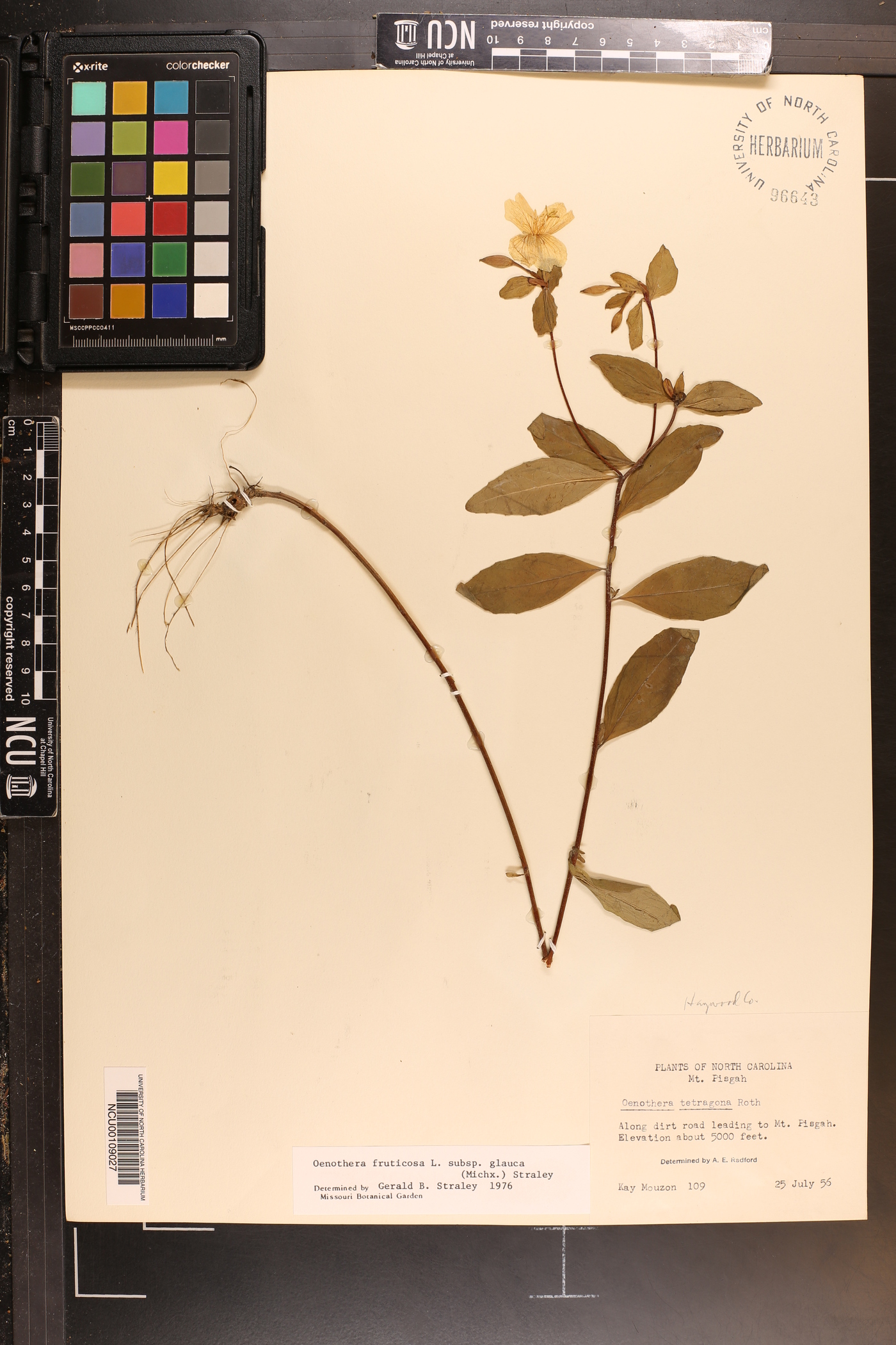 Oenothera fruticosa subsp. glauca image