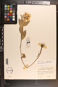 Oenothera fruticosa subsp. glauca image