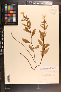 Oenothera tetragona image