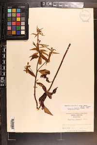 Oenothera tetragona image