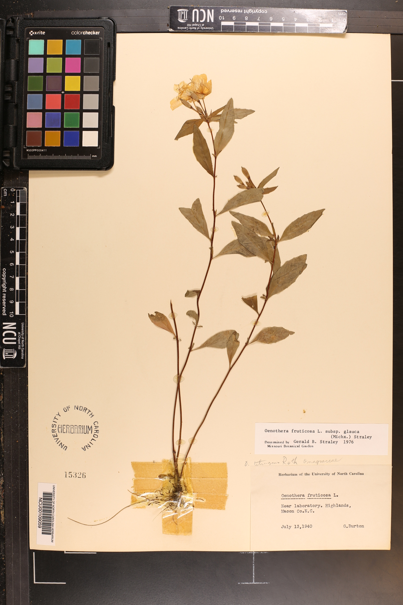 Oenothera tetragona subsp. glauca image