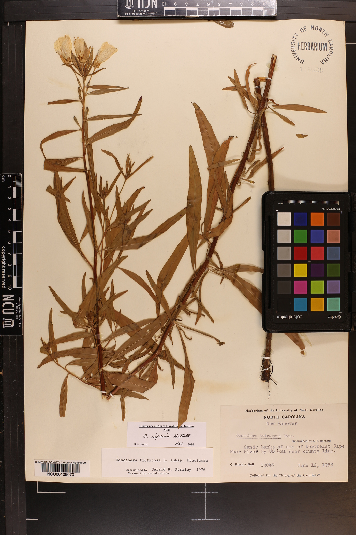 Oenothera riparia image