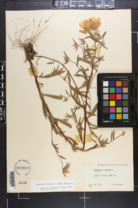 Oenothera fruticosa subsp. fruticosa image