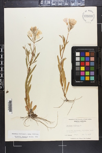 Oenothera fruticosa subsp. fruticosa image