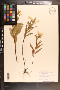 Oenothera fruticosa subsp. glauca image