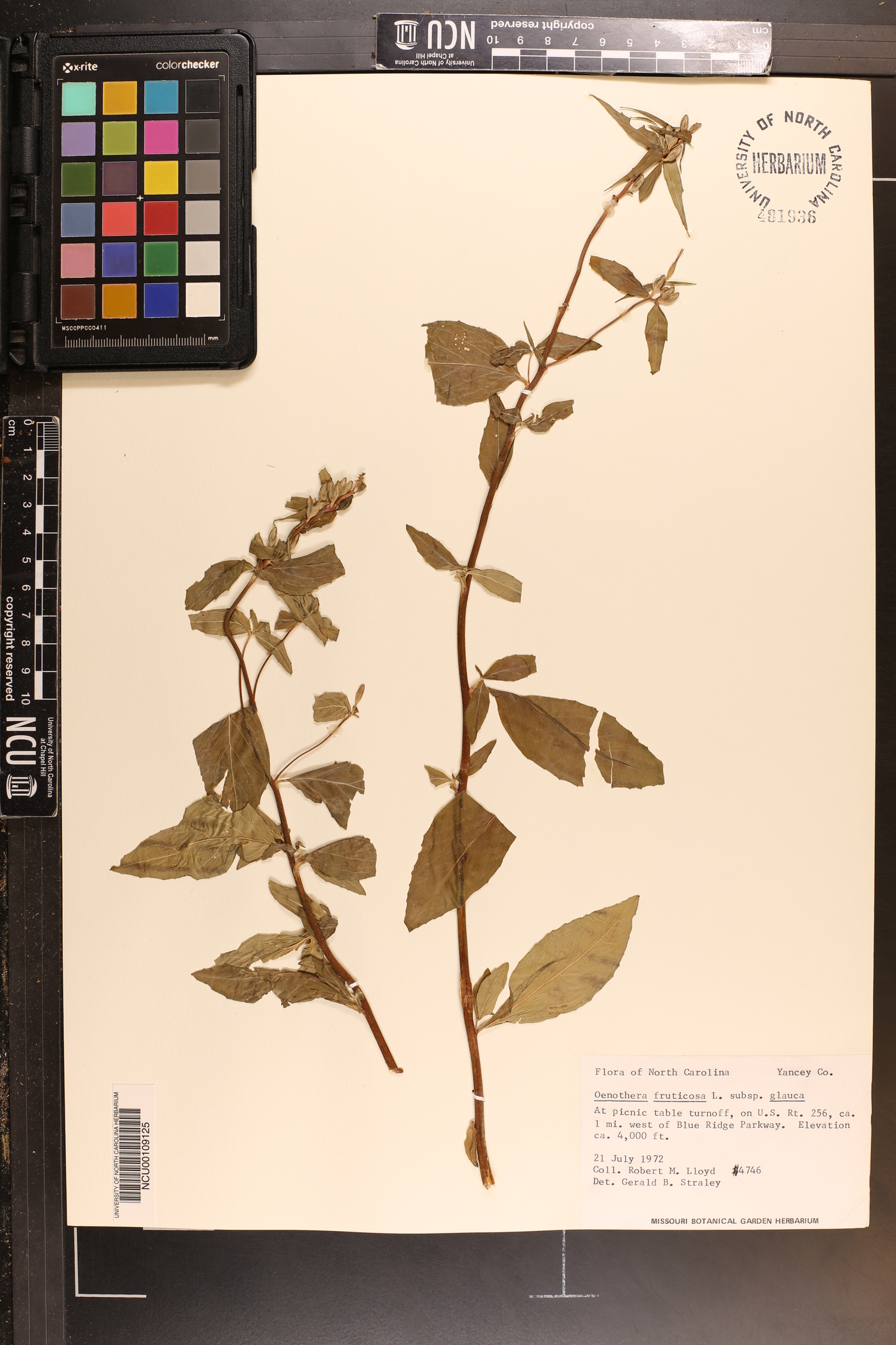 Oenothera tetragona subsp. glauca image