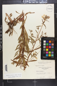 Oenothera fruticosa subsp. fruticosa image