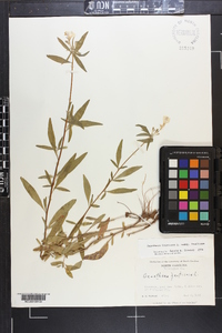 Oenothera fruticosa subsp. fruticosa image