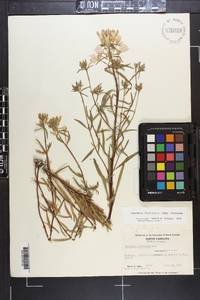 Oenothera fruticosa subsp. fruticosa image