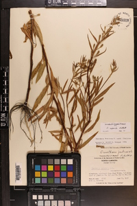 Oenothera riparia image