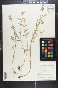 Oenothera fruticosa subsp. fruticosa image