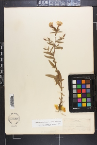 Oenothera fruticosa subsp. fruticosa image