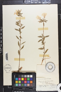 Oenothera fruticosa subsp. fruticosa image