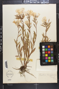 Oenothera fruticosa subsp. fruticosa image