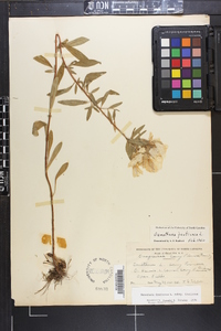 Oenothera fruticosa subsp. fruticosa image