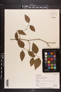 Smilax smallii image