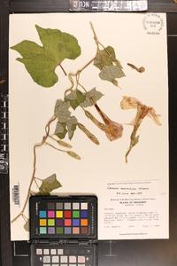 Ipomoea macrorhiza image