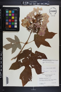 Hydrangea quercifolia image