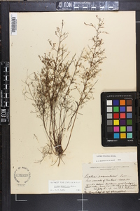 Lechea tenuifolia image