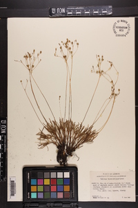 Phemeranthus teretifolius image