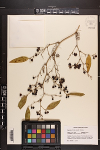 Smilax smallii image