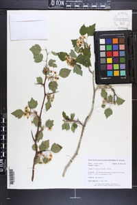 Crataegus iracunda image