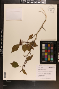 Crataegus viridis image