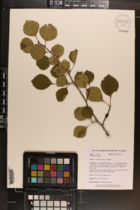 Crataegus flava image