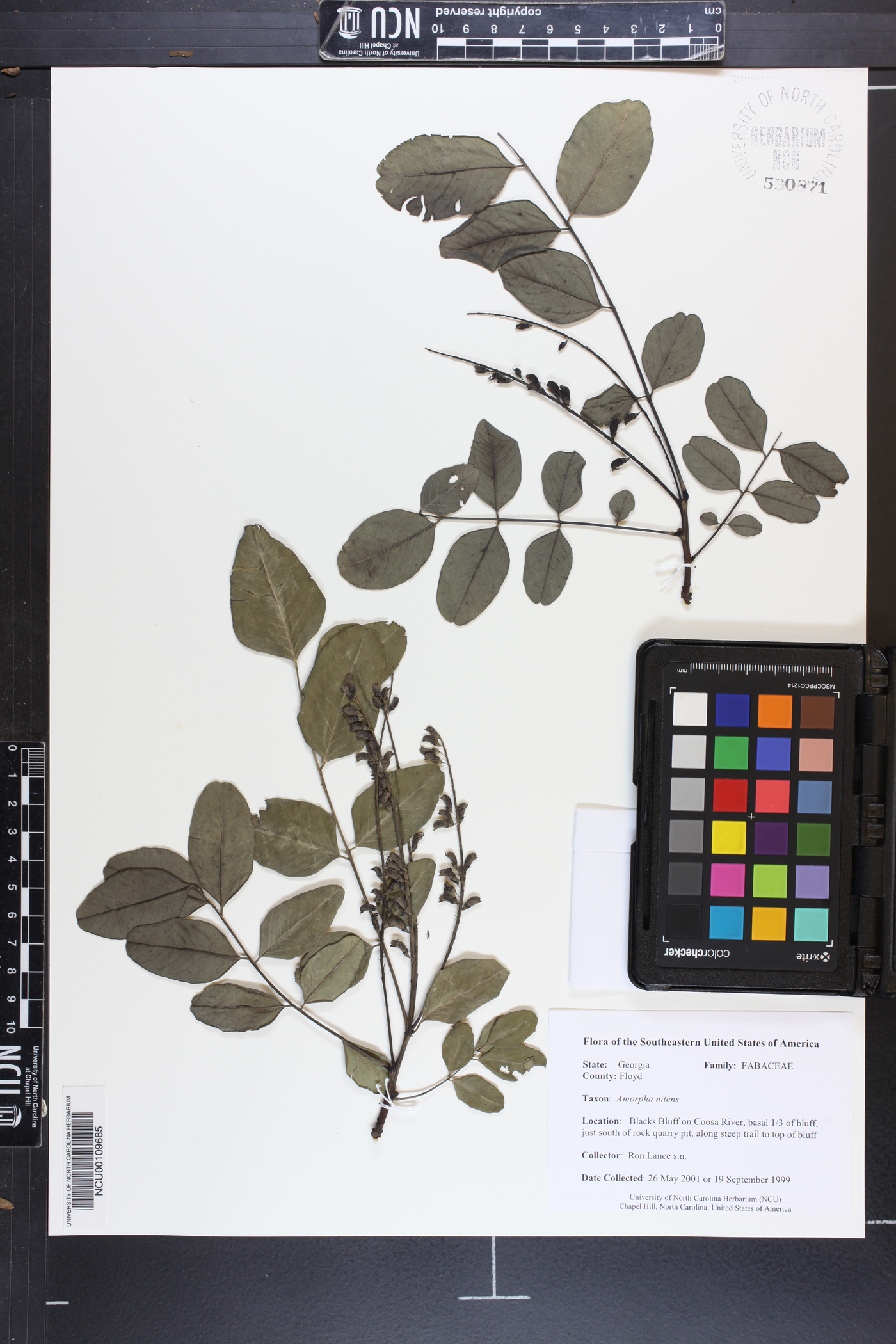 Amorpha nitens image