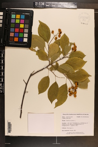 Celastrus scandens image