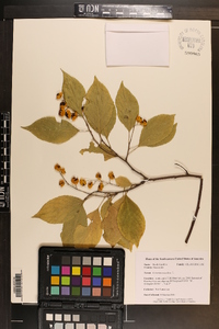 Celastrus scandens image