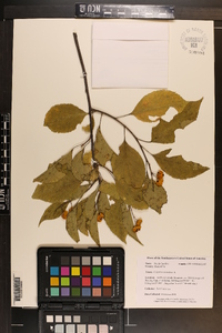 Celastrus scandens image