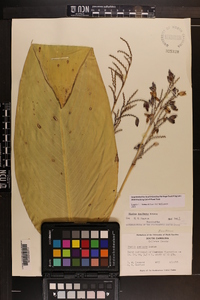 Thalia dealbata image