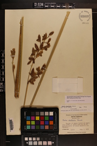 Thalia dealbata image