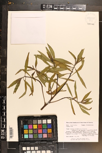 Ludwigia hexapetala image