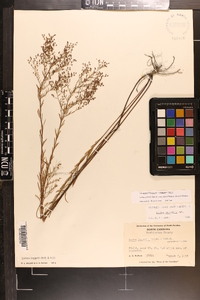Lechea pulchella var. ramosissima image