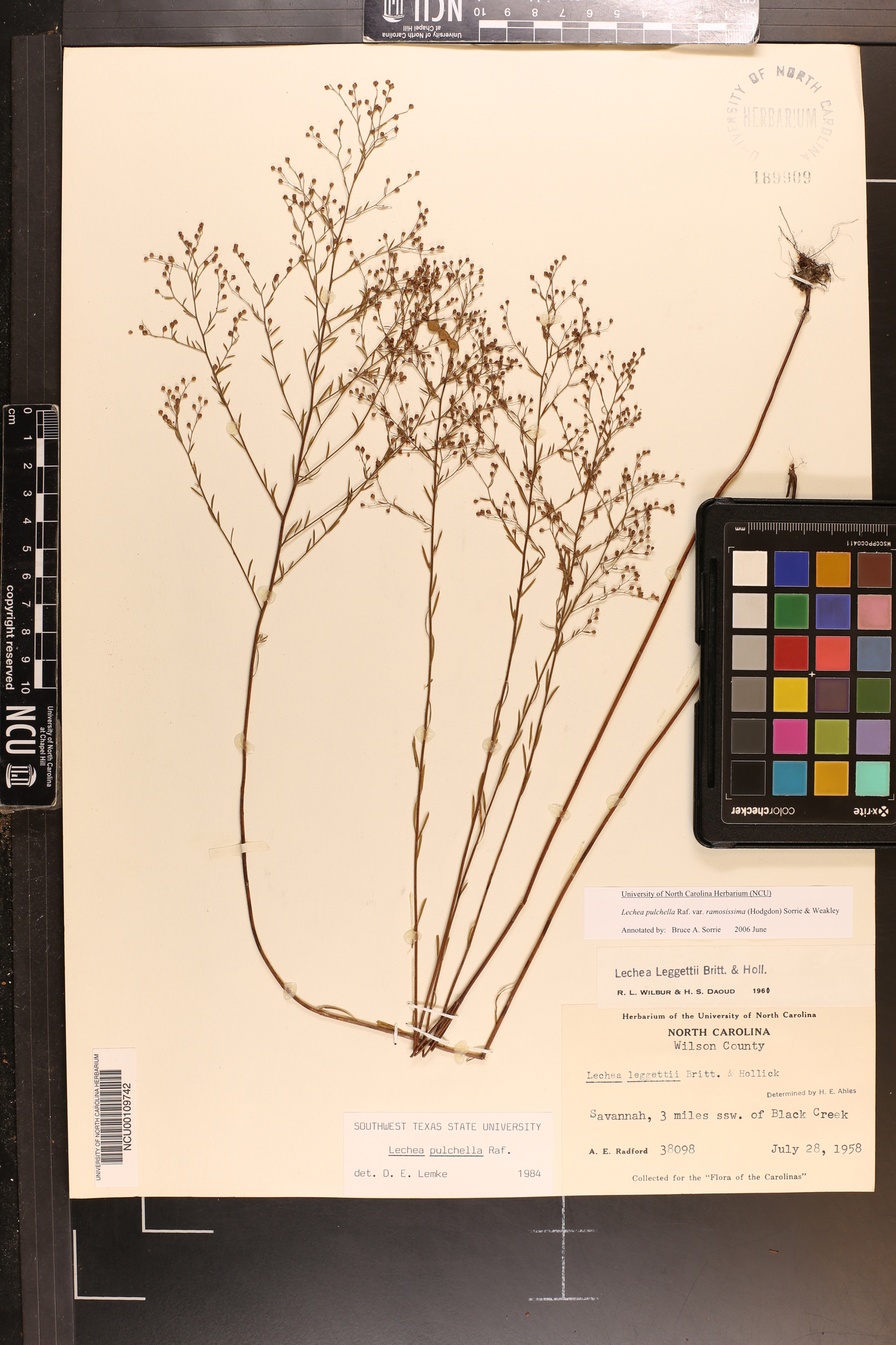 Lechea pulchella var. ramosissima image
